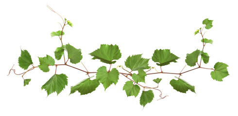 Fototapeta premium Grapevine with green leaves on transparent background