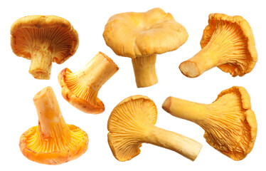 Fresh chanterelles isolated on white, set. Edible mushrooms © New Africa