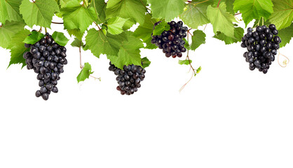 Fototapeta premium Grapevine with green leaves and grapes on transparent background