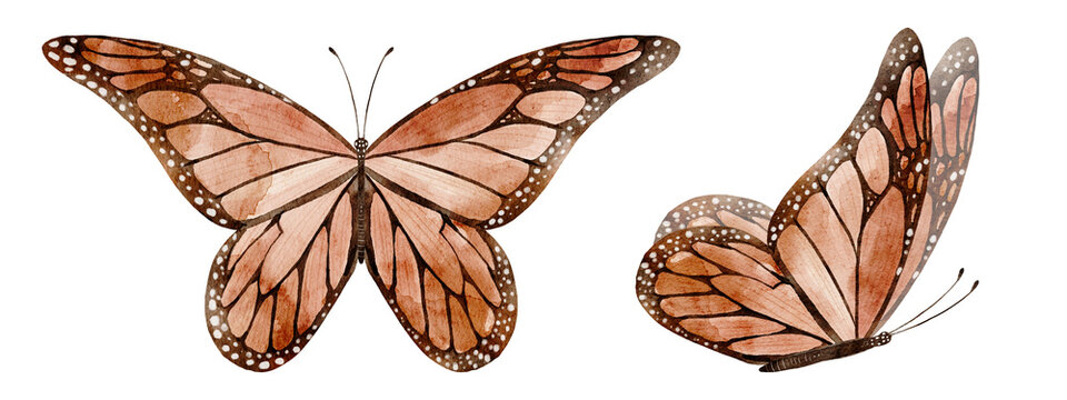 Butterfly watercolor illustration set with orange and brown winged insects isolated on background. Autumn nature clipart collection for botanical, woodland and seasonal designs.