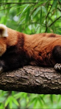 Red panda resting peacefully on a thick mossy tree branch in the lush green forest animal wildlife nature cute fur animal wildlife nature cute fur