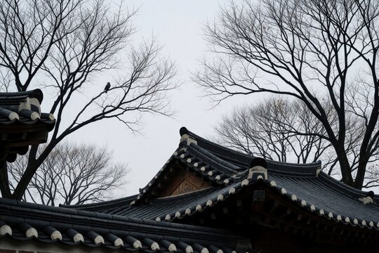 Bare trees frame traditional Korean tiled roofs under a cloudy winter sky. A lone bird perches on a branch. Architectural details show old tiling and wooden structure.