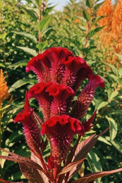 Vibrant red celosia flower grows in a sunlit garden. Its unique crested bloom stands out against a blurred background of green leaves and orange flowers.