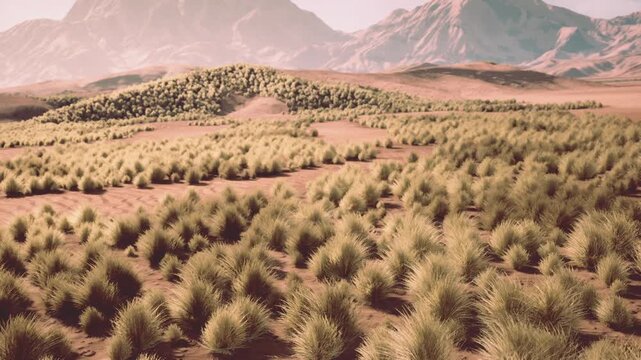expansive scrubby plain under mountain skyline, commercial assessment site for renewable projects, agriculture trials, or land management planning