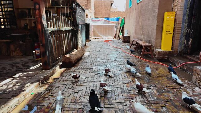 A group of feather-footed pigeons walking along a stone-paved alley in Kashgar Old City, Xinjiang, China.