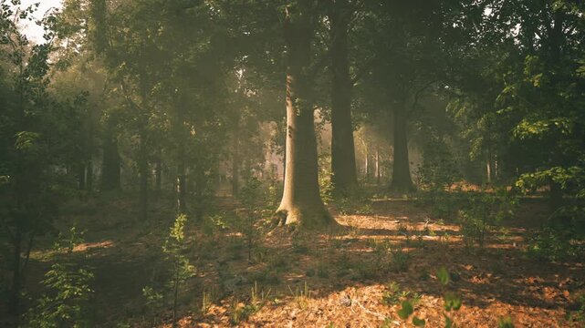 Sunlight gently filters through tall trees in a quiet forest, casting soft shadows on the forest floor. Small plants and greenery thrive in this peaceful natural setting.