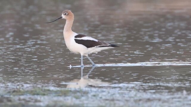 Female American Avocet (Recurvirostra americana) Wading in Shallow Water at Dawn, Lassen County California