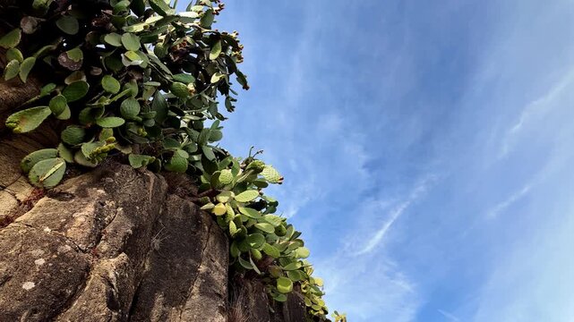 Prickly pear cactus plants growing on a rocky cliff under blue sky green
