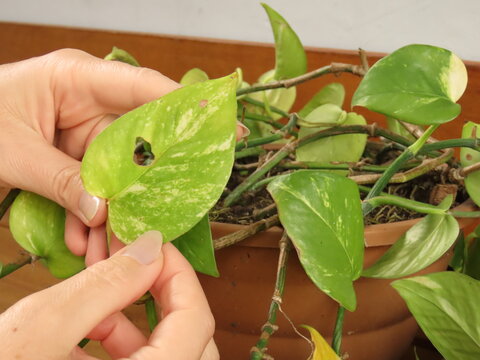 Closeup shot of woman hands verifying pothos leaves. Gardening and plant care concept.