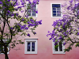Naklejka premium Blooming purple jacaranda tree branches frame white-trimmed windows on a pastel pink stucco building facade in Lisbon, Portugal