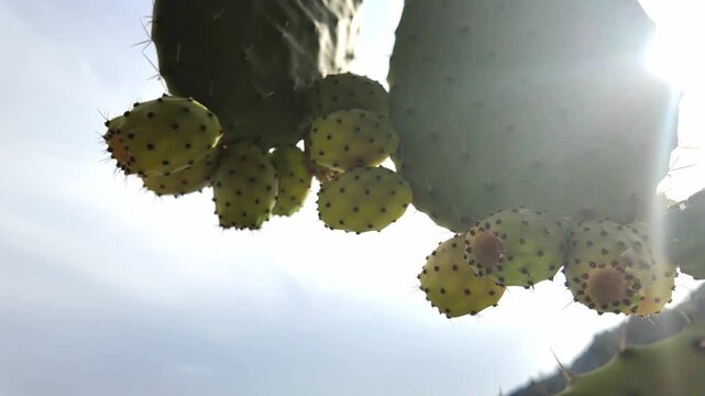 Prickly pear cactus pads with yellow prickly pear fruits hanging outdoors