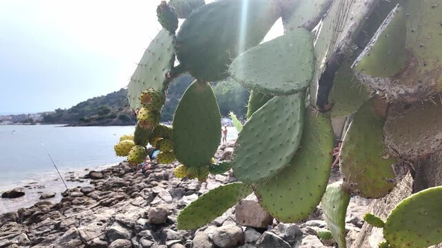 Prickly pear cactus growing on rocky coastline near the calm sea scenic view