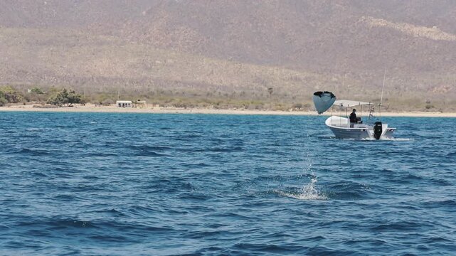 Mobula Rays Leaping from the Water. A massive aggregation of mobula rays gliding together through the clear blue waters of Mexico, forming a spectacular moving swarm visible from above in the open