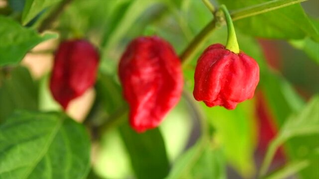 Red Trinidad Moruga Scorpion Pepper Chili growing in a garden, outdoor. One of the hottest peppers in the world, heat level 1,200,000 to 2,000,000 Scoville Heat Units (SHU) 