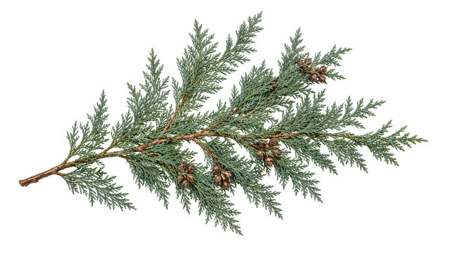 Cypress Branch with Cones on Transparent Background