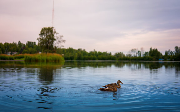 Anchorage Alaska inner city wildlife refuge at the Westchester Lagoon with two brown ducks swimming