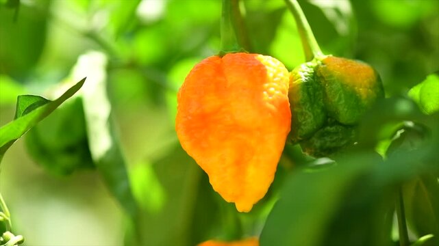 Yellow Trinidad Moruga Scorpion Pepper Chili growing in a garden, outdoor. One of the hottest peppers in the world, heat level 1,200,000 to 2,000,000 Scoville Heat Units (SHU). 