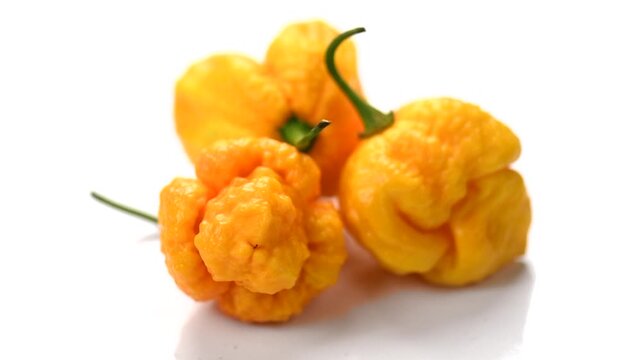Yellow Trinidad Moruga Scorpion hot Pepper Chili isolated on white background rotating, closeup. One of the hottest peppers in the world, heat level 1,200,000 to 2,000,000 Scoville Heat Units (SHU). 