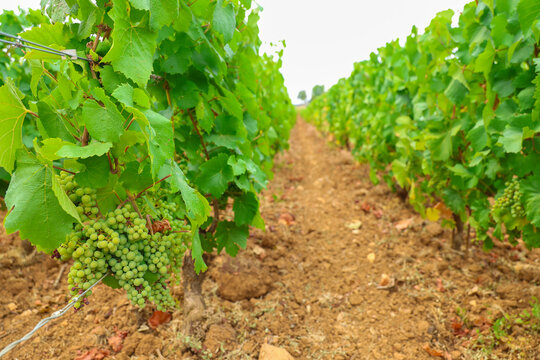 Clusters of young green grapes hang from lush vines in the Beaune vineyards of Burgundy, France, showing early‑season growth under bright summer light.