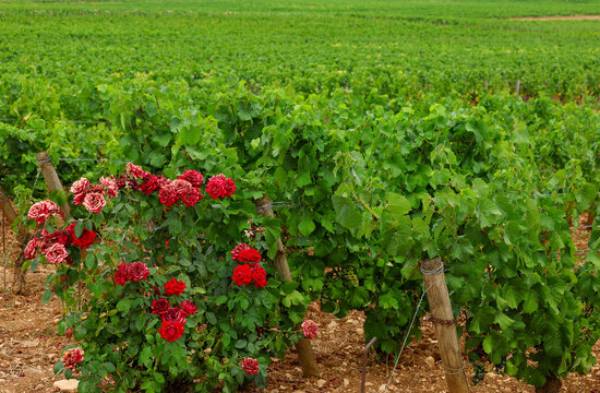 Red roses bloom beside grapevines in the Beaune vineyards of Burgundy, France, a traditional practice adding color and early pest warning to the landscape.
