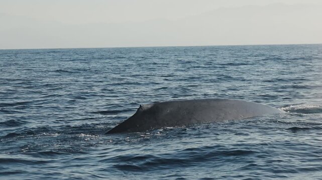 The massive tail of a blue whale rises above the ocean surface as the giant marine mammal begins a deep dive, its powerful fluke disappearing into the blue waters of Mexico