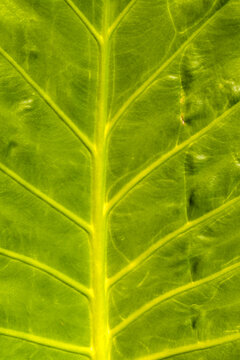 Detailed macro photograph showing the vivid green texture and veins pattern of an Alocasia Macrorrhizos leaf, commonly known as giant elephant ear plant, shot in natural sunlight in Brazil.