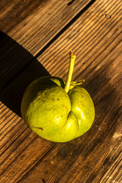 A close-up shot of a whole green elephant apple (Dillenia indica) resting on a textured wooden background. Also known as chalta or fruta-pataca, 