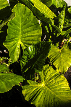 High angle macro view of lush glossy green Alocasia macrorrhizos foliage. The sun illuminates the natural texture and detailed vein structure of large tropical leaves,