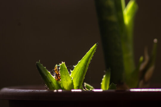 Small green aloe vera plant growing in a terracotta pot, captured with dramatic backlighting and a subtle spiderweb structure, showcasing a moody macro perspective of domestic nature 