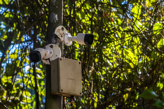 Security Cameras Mounted on a Pole in a Park Covered by Green Leaves and Nature in Brazil. Outdoor CCTV surveillance system with two bullet cameras installed on a metal pole 