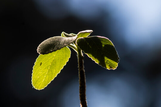 Backlit Boldo Leaf Close Up in Brazil Nature. Detailed close-up shot of a vibrant green boldo plant leaf capturing beautiful backlighting, showing details of texture and plant biology in Brazil.