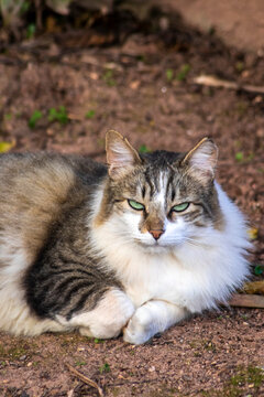 A large, fluffy domestic tabby cat with striking green eyes and white patches rests comfortably on the dirt ground outdoors in Brazil, looking aside curiously.