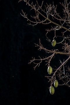 Green kapok fruit pods hanging on bare branches of a ceiba pentandra tree against dark natural forest background. 