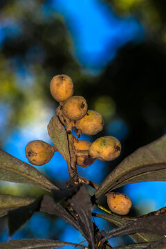 Close-up of a bunch of green, unripe loquat fruits (Eriobotrya japonica), also known as Japanese plum, hanging from a branch with textured leaves under natural sunlight in a city park in Brazil..