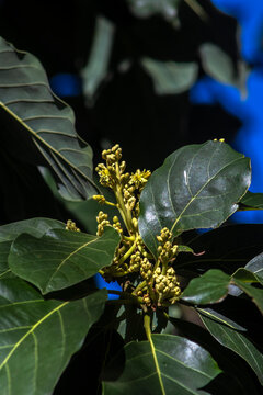 Close up shot of fresh green avocado tree leaves and small delicate yellow flowers starting to bloom on branches in a sunny orchard background, sustainable agriculture cultivation in Brazil.