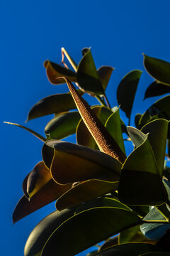 Close up of a rubber plant (Ficus elastica) sprout with vibrant green leathery leaves growing outdoor in a public park, clear blue sky background, in Brazil.