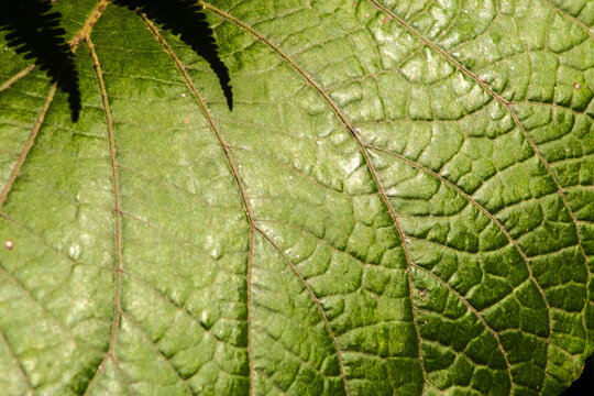 Close-up macro photograph capturing the detailed vein network and textured surface of a vibrant green Urera baccifera leaf, emphasizing the organic design and natural backlighting in Brazil.