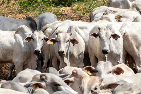 Herd of Nelore cattle grazing in a pasture on the brazilian ranch