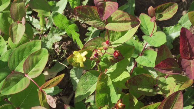 Hypericum Inodorum Flowering with Developing Berries in Sunlight