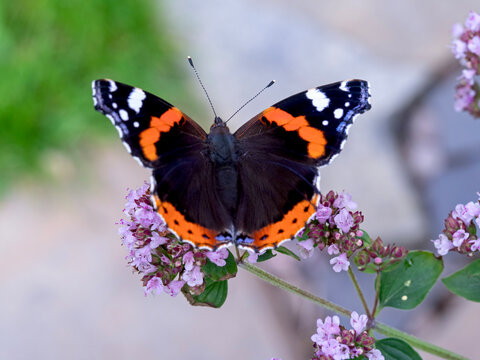 Red admiral butterfly feeding on oregano flowers