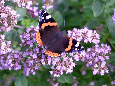 Red admiral butterfly feeding on oregano flowers