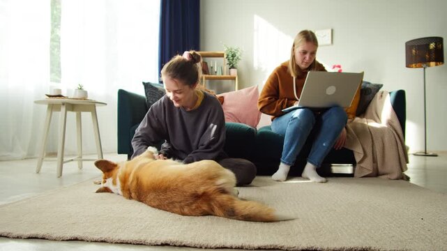 Young handler petting corgi dog close-up, strocking golden puppy in living room. Happy domestic animal lying on floor at home. Pembroke welsh corgi relaxing. Woman working on laptop computer. 