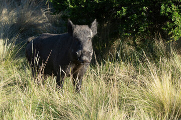 Wild boar in Pampas grass environment, La Pampa province, Patagonia, Argentina. © foto4440