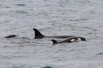 Fototapeta premium Family of orcas patrolling the Patagonian coast, Peninsula Valdes, World Heritage Site, Patagonia, Argentina.