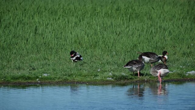 Greylag geese and common shelducks by water 