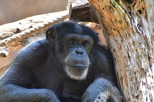 CHIMPANC&Eacute;