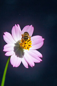 Smiley Bee on pink Cosmos with dark background Mellitidia tomentifera