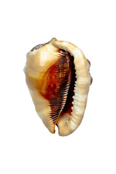 Conchiglia su sfondo bianco