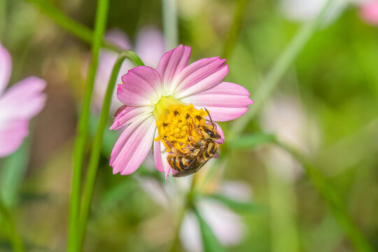 Smiley Bee on pink Cosmos flower Mellitidia tomentifera