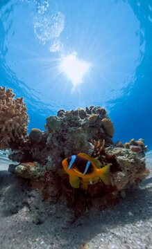 Clownfish or anemonefishes (Amphiprion)